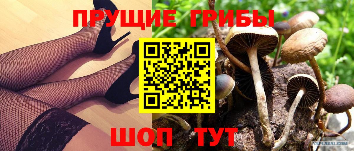 Кувандык  Галлюциногенные грибы Psilocybine cubensis  Вход с VPN 